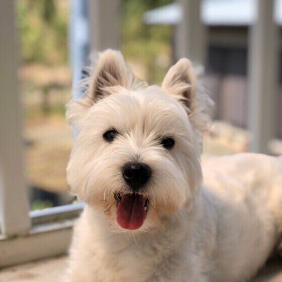 専門家監修 犬用サークルの選び方や使い方は ケージとの違いは いぬのきもちweb Magazine